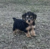 #1171, a male Yorkipoo for sale in Hartford, AL – 1 of 1