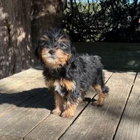 #1172, a female Yorkipoo for sale in Hartford, AL – 3 of 4