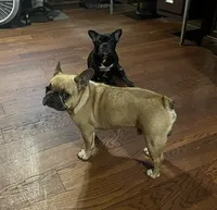 roscoe, a male French Bulldog for sale in Hartford, AL – 3 of 3