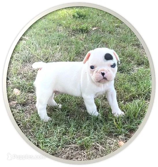 #03 – Frenchton puppy for sale in Hartford, AL