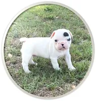 #03, a male Frenchton for sale in Hartford, AL – 1 of 1