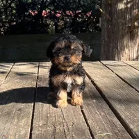 #1173, a female Yorkipoo for sale in Hartford, AL – 3 of 4