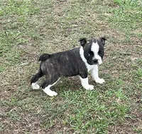 #01, a male Frenchton for sale in Hartford, AL – 2 of 7