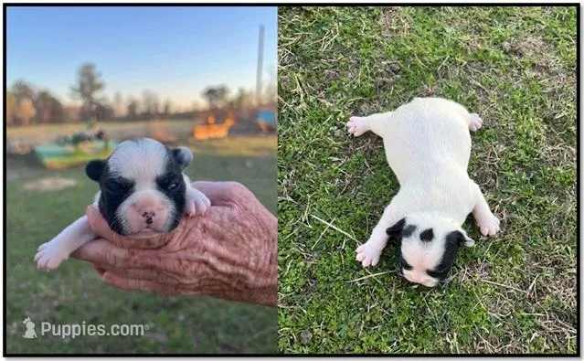 #02 – Frenchton puppy for sale in Hartford, AL