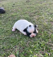 #02, a male Frenchton for sale in Hartford, AL – Photo 5 of 8