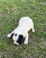 #02, a male Frenchton for sale in Hartford, AL – Photo 3 of 8