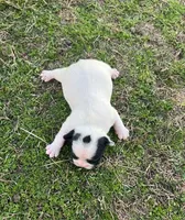 #02, a male Frenchton for sale in Hartford, AL – Photo 8 of 8