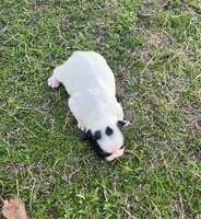 #02, a male Frenchton for sale in Hartford, AL – Photo 6 of 8