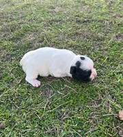 #02, a male Frenchton for sale in Hartford, AL – Photo 4 of 8