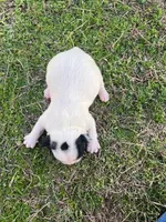 #02, a male Frenchton for sale in Hartford, AL – Photo 2 of 8