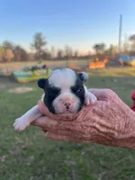 #02, a male Frenchton for sale in Hartford, AL – Photo 7 of 8