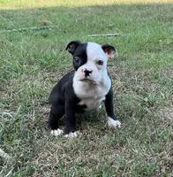 #8040, a female Boston Terrier for sale in Hartford, AL – 2 of 5