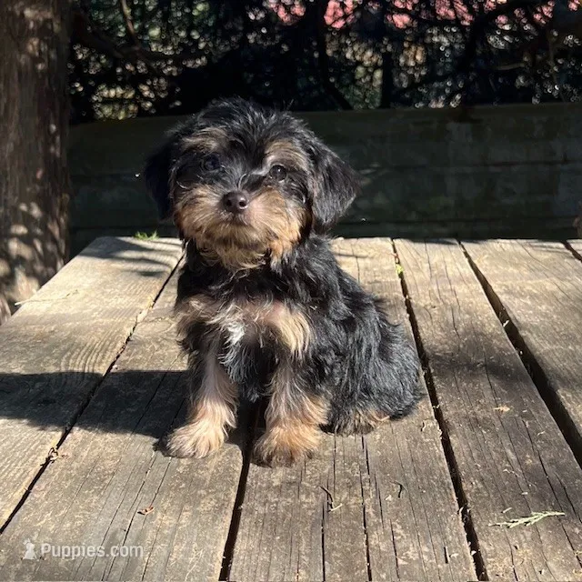 #1174, a male Yorkipoo for sale in Hartford, AL – 1 of 3