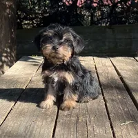 #1174, a male Yorkipoo for sale in Hartford, AL – 1 of 3
