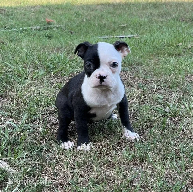 #8040 – Boston Terrier puppy for sale in Hartford, AL