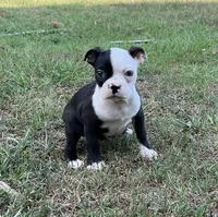 #8040, a female Boston Terrier for sale in Hartford, AL – 1 of 5