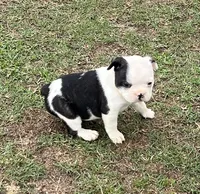 #03, a female Frenchton for sale in Hartford, AL – 6 of 9