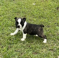 #01, a male Frenchton for sale in Hartford, AL – 4 of 7