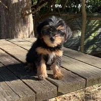#1172, a female Yorkipoo for sale in Hartford, AL – 4 of 4