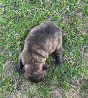 #04, a female Frenchton for sale in Hartford, AL – Photo 2 of 3