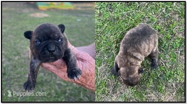 #04 – Frenchton puppy for sale in Hartford, AL