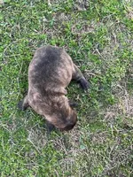 #04, a female Frenchton for sale in Hartford, AL – Photo 3 of 3