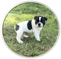#02, a male Frenchton for sale in Hartford, AL – 3 of 3