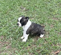 #01, a male Frenchton for sale in Hartford, AL – 6 of 7