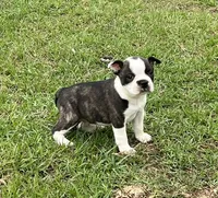 #02, a male Frenchton for sale in Hartford, AL – 3 of 8