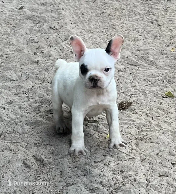 #66 – Frenchton puppy for sale in Hartford, AL