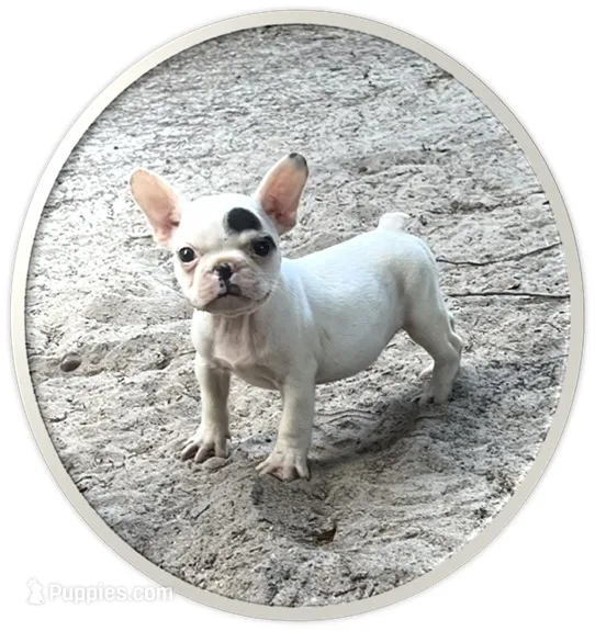 #67 – Frenchton puppy for sale in Hartford, AL