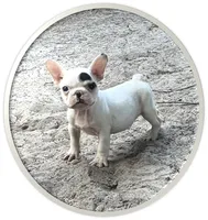 #67, a male Frenchton for sale in Hartford, AL – 1 of 4