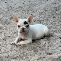 #67, a male Frenchton for sale in Hartford, AL – 2 of 4