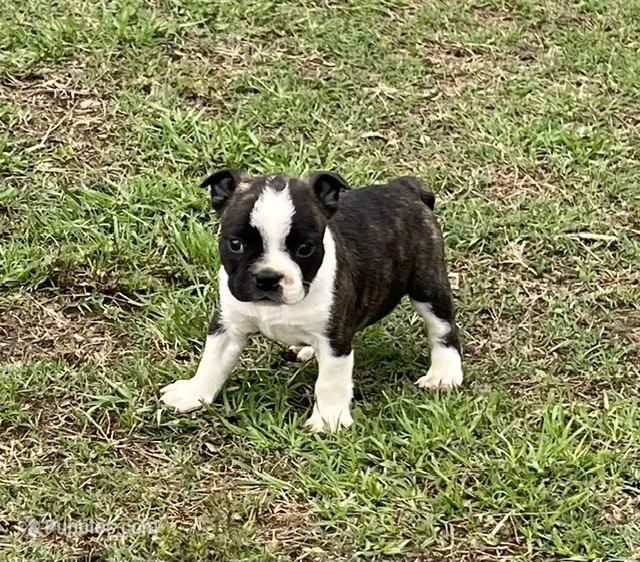 #01 – Frenchton puppy for sale in Hartford, AL