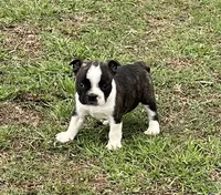 #01, a male Frenchton for sale in Hartford, AL – 1 of 7