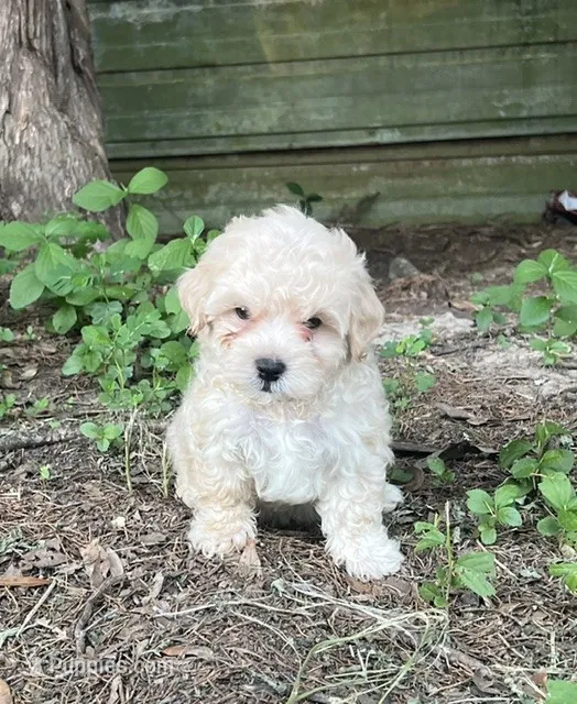 # 1161 – Maltipoo puppy for sale in Hartford, AL