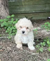 # 1161, a male Maltipoo for sale in Hartford, AL – 1 of 1