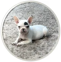 #67, a male Frenchton for sale in Hartford, AL – 4 of 4