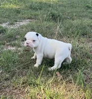 #01, a male Frenchton for sale in Hartford, AL – 2 of 4