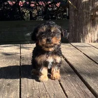 #1173, a female Yorkipoo for sale in Hartford, AL – 2 of 4