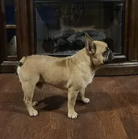roscoe, a male French Bulldog for sale in Hartford, AL – 2 of 3