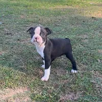 #36, a male Boston Terrier for sale in Hartford, AL – Photo 6 of 9