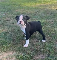 #36, a male Boston Terrier for sale in Hartford, AL – Photo 7 of 9
