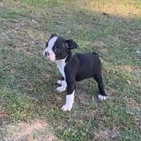 #36, a male Boston Terrier for sale in Hartford, AL – Photo 4 of 9