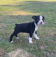 #36, a male Boston Terrier for sale in Hartford, AL – Photo 3 of 9