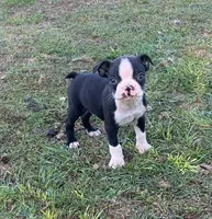 #36, a male Boston Terrier for sale in Hartford, AL – Photo 9 of 9