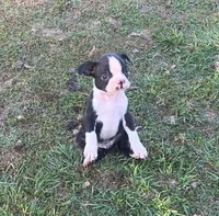 #36, a male Boston Terrier for sale in Hartford, AL – Photo 8 of 9