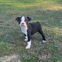 #36, a male Boston Terrier for sale in Hartford, AL – Photo 2 of 9