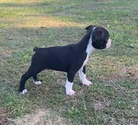 #36, a male Boston Terrier for sale in Hartford, AL – Photo 5 of 9