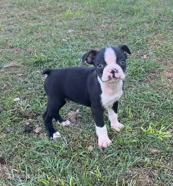 #36, a male Boston Terrier for sale in Hartford, AL – Photo 1 of 9